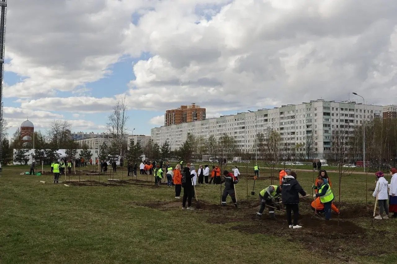 90 декоративных яблонь украсят Муринский парк в честь 90-летия Калининского района